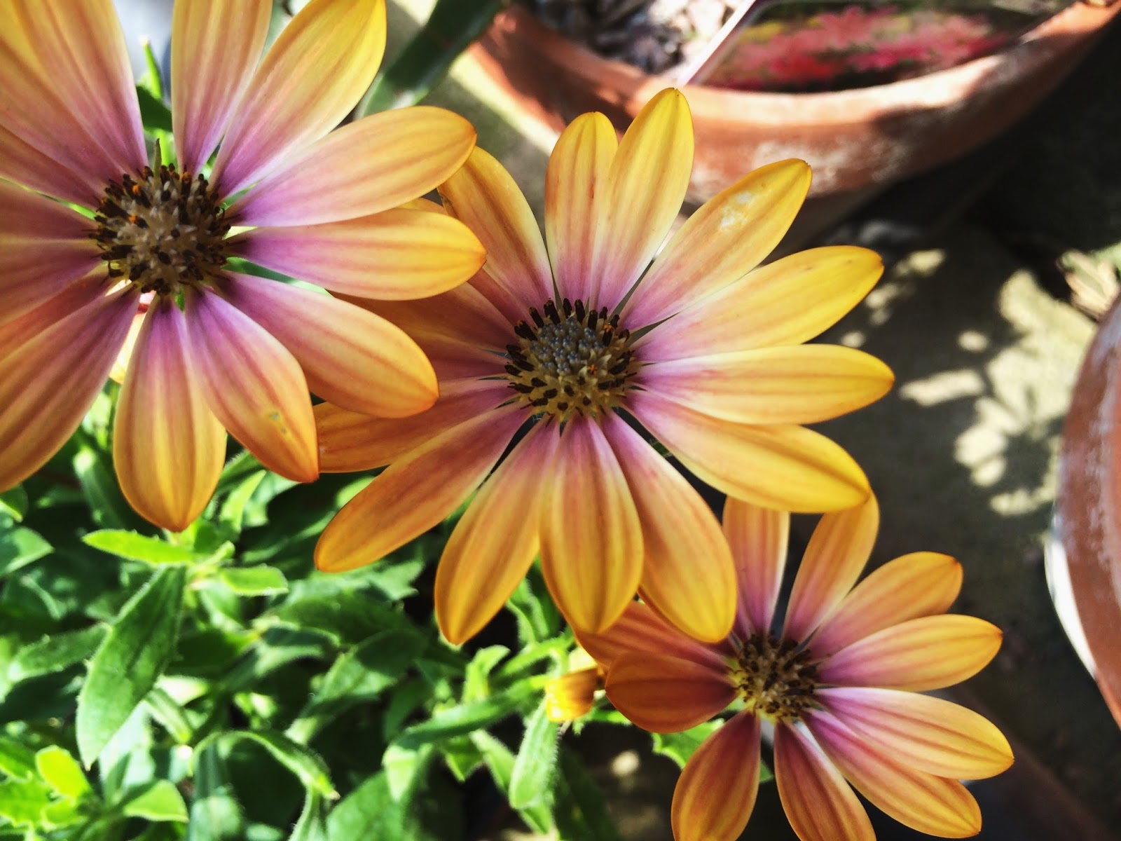 Остеоспермум flowerpower Tropic Sun